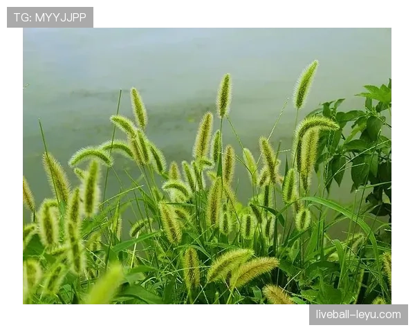 北京国安携手绿色海洋,践行环保使命彰显社会责任 北京国安携手绿色海洋,践行环保使命彰显社会责任